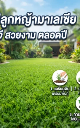 3 วิธี ปลูกหญ้ามาเลเซีย ให้เขียวขจี