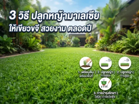3 วิธี ปลูกหญ้ามาเลเซีย ให้เขียวขจี