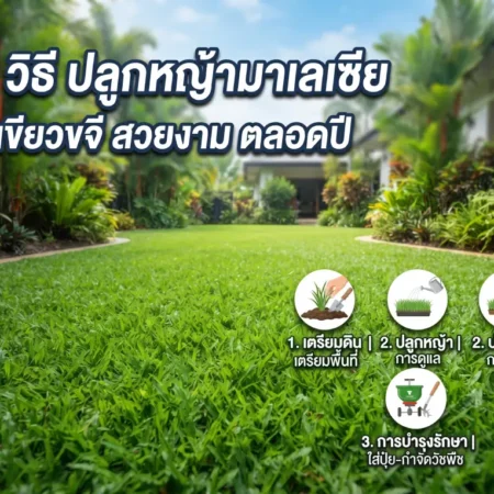 3 วิธี ปลูกหญ้ามาเลเซีย ให้เขียวขจี