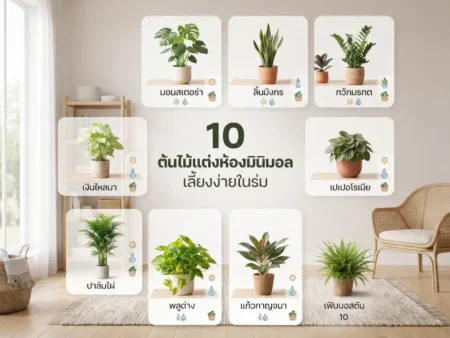 10 ต้นไม้แต่งห้องมินิมอล เลี้ยงง่ายในร่ม เติมความละมุนให้ห้องโล่งอบอุ่นขึ้น