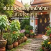 ต้นไม้มงคลปลูกหน้าบ้าน เสริมโชคลาภ